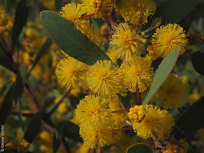 Acacia brachybotrya f Denzel Murfet Woodchester